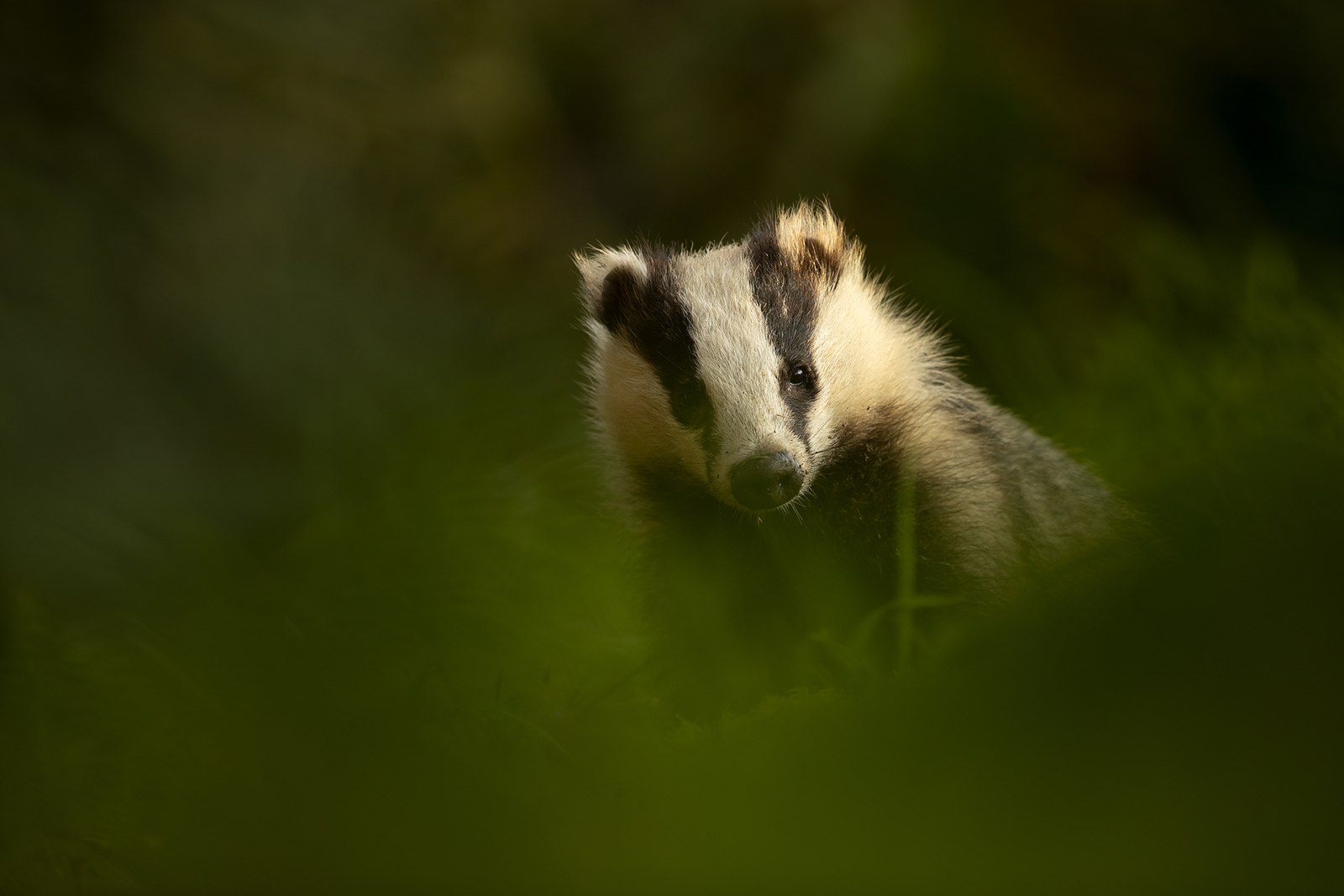 Badger-Cub-at-dusk-800x533@2x