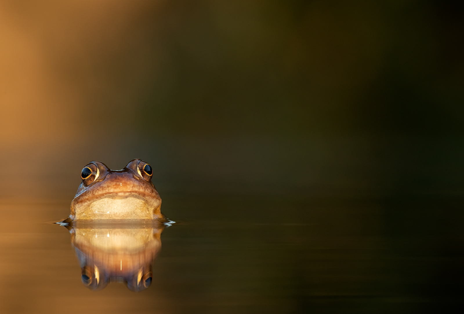 Common-Frog-22-800x542@2x