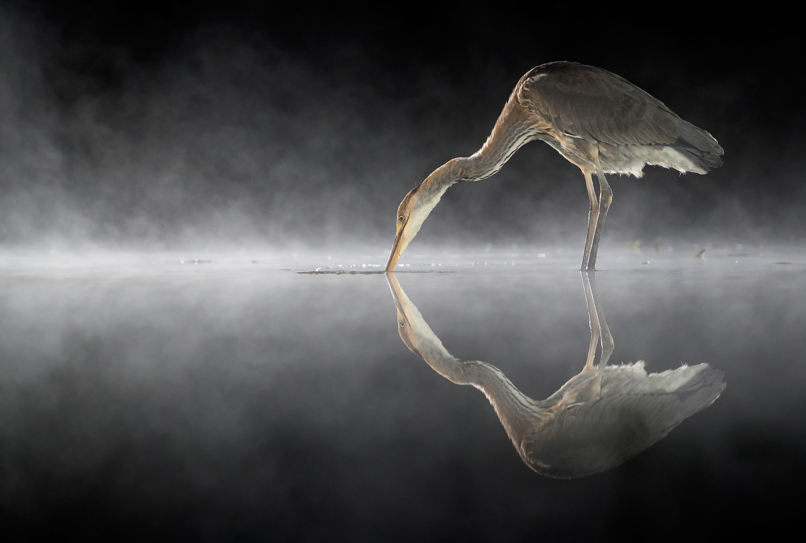 Grey-Heron-hunting-800x540@2x