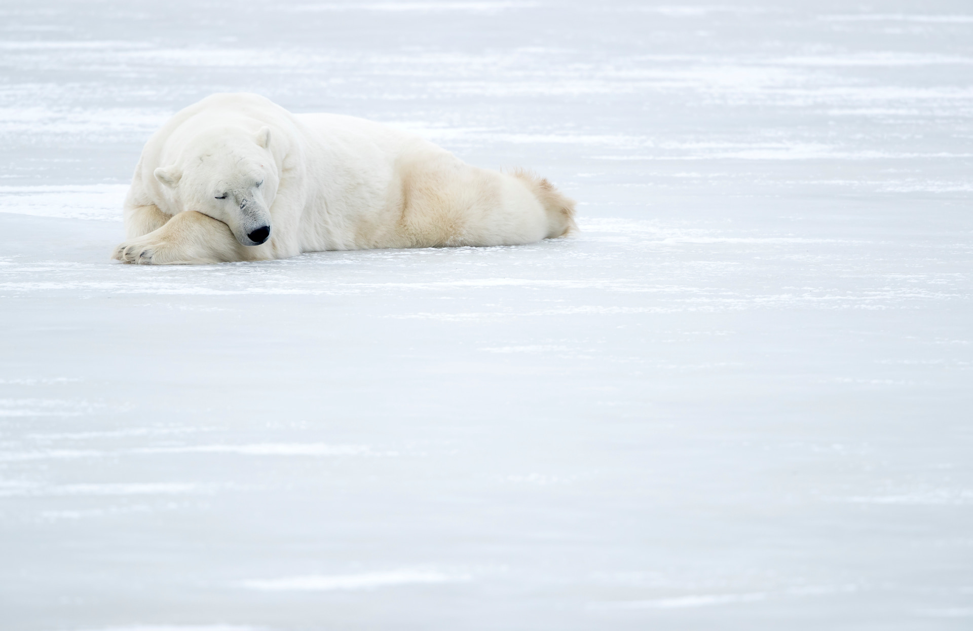 Polar-Bear-sleeping